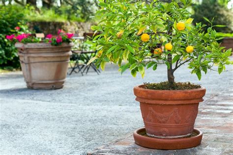 Come Selezionare Un Albero Di Limone